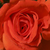 Bordová - Záhonová ruža - grandiflora - floribunda - Prominent®